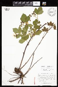 Rubus ferrofluvius image