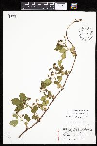 Rubus ferrofluvius image