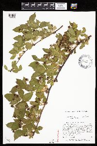 Rubus ferrofluvius image