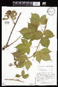 Rubus ferrofluvius image