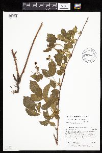 Rubus ferrofluvius image