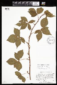 Rubus ferrofluvius image