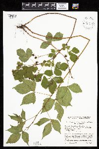 Rubus ferrofluvius image