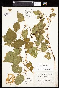 Rubus ferrofluvius image