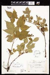 Rubus ferrofluvius image