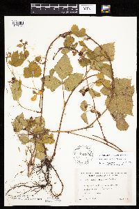 Rubus ferrofluvius image