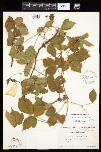 Rubus ferrofluvius image