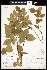 Rubus ferrofluvius image