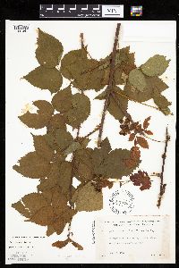 Image of Rubus superioris