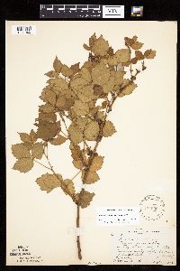 Rubus frondosus image