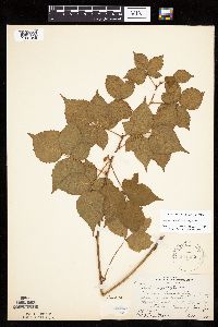 Rubus frondosus image