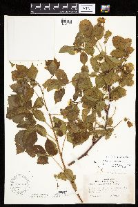 Rubus frondosus image