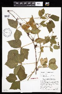Image of Rubus fulleri