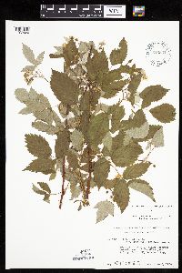 Rubus idaeus var. strigosus image