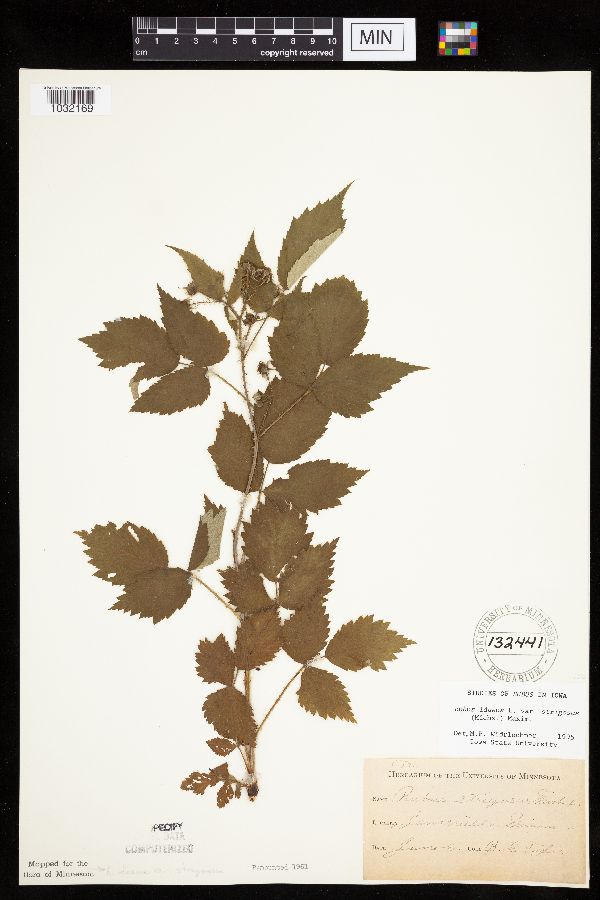 Rubus x neglectus image