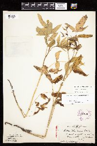 Image of Rubus illecebrosus