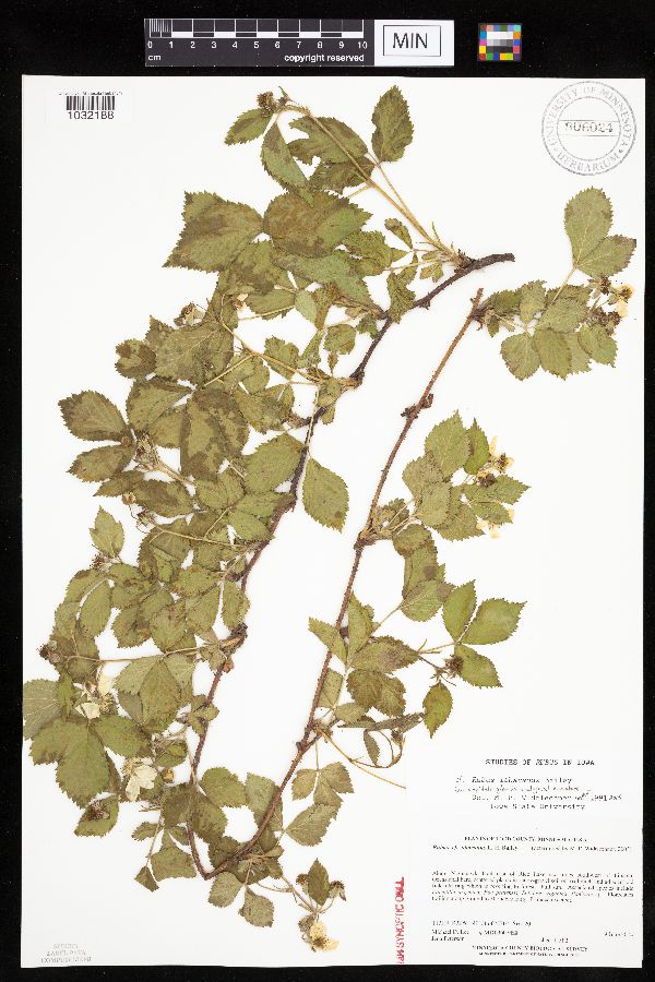 Rubus ithacanus image