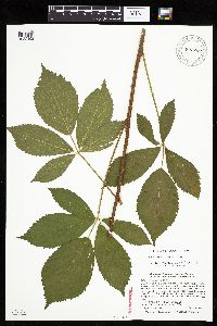 Image of Rubus missouricus