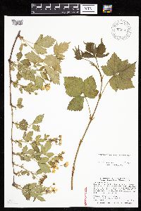 Image of Rubus multifer