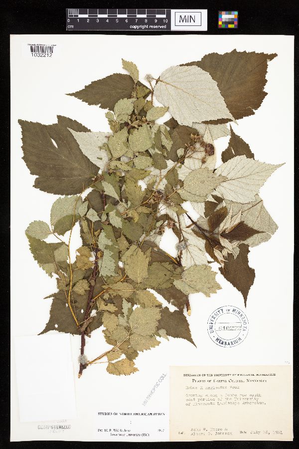 Rubus x neglectus image