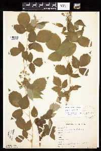 Image of Rubus x neglectus