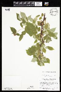 Rubus occidentalis image