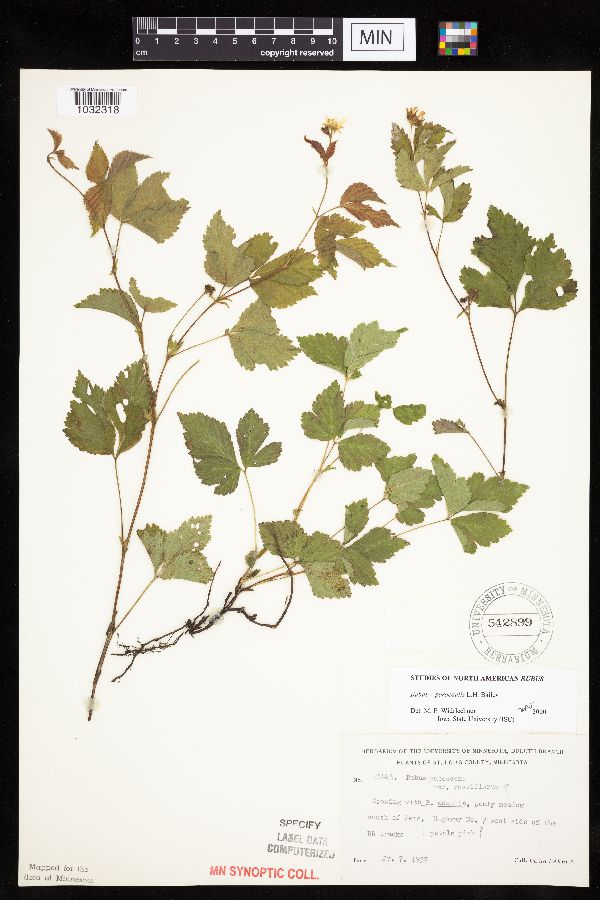 Rubus x paracaulis image