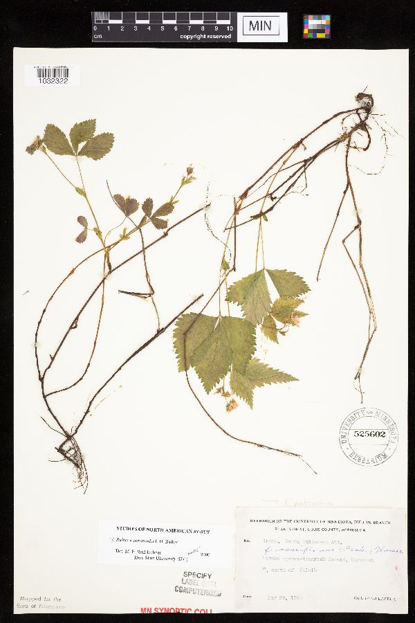 Rubus x paracaulis image