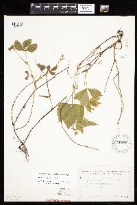 Image of Rubus x paracaulis