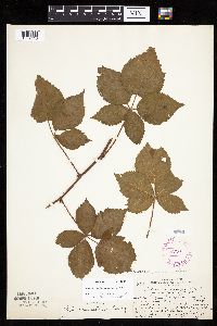 Image of Rubus rosendahlii