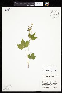 Rubus pubescens image