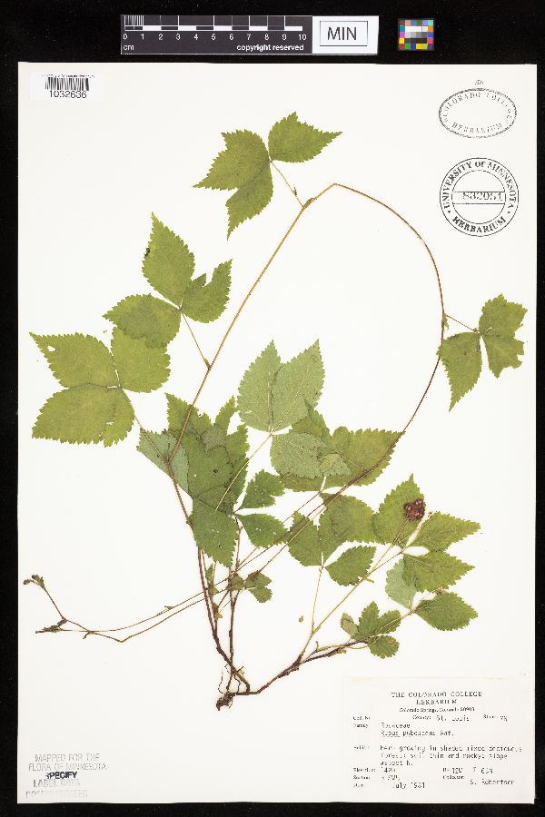 Rubus image