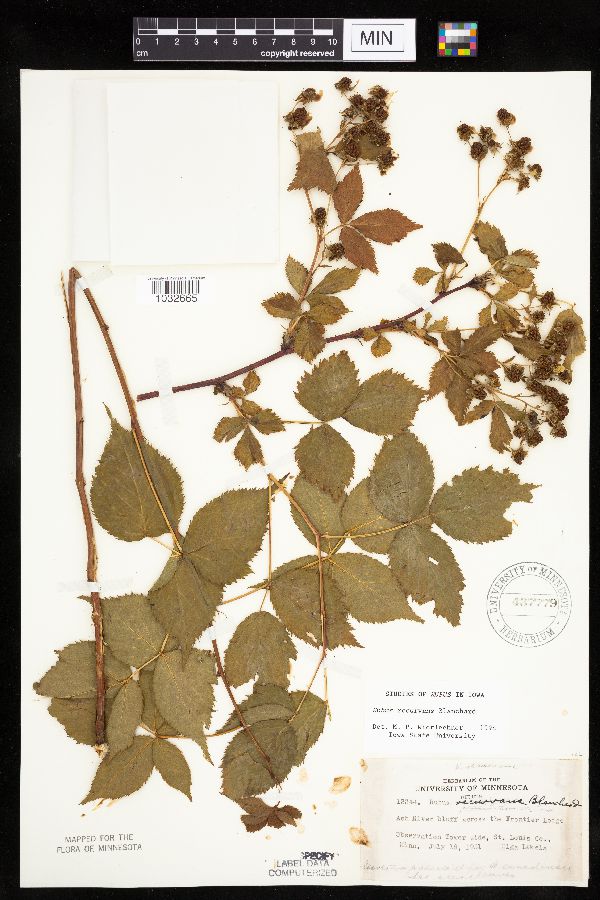 Rubus recurvans image