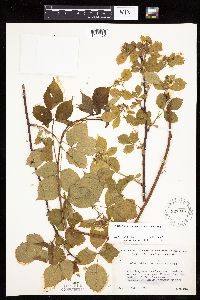 Image of Rubus frondosus