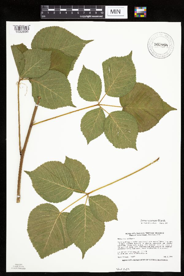 Rubus recurvans image