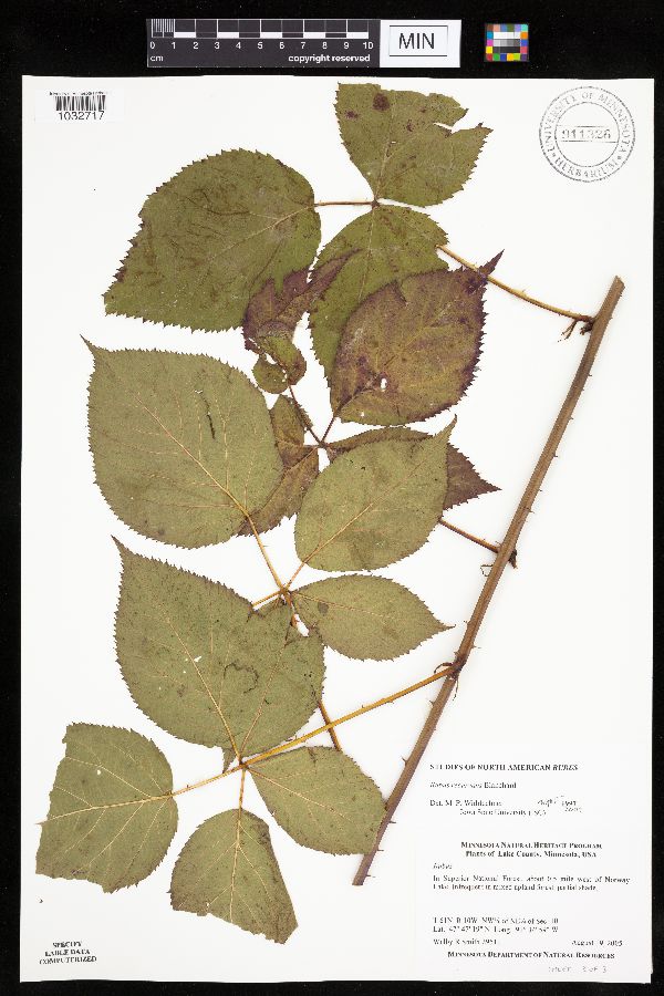 Rubus recurvans image