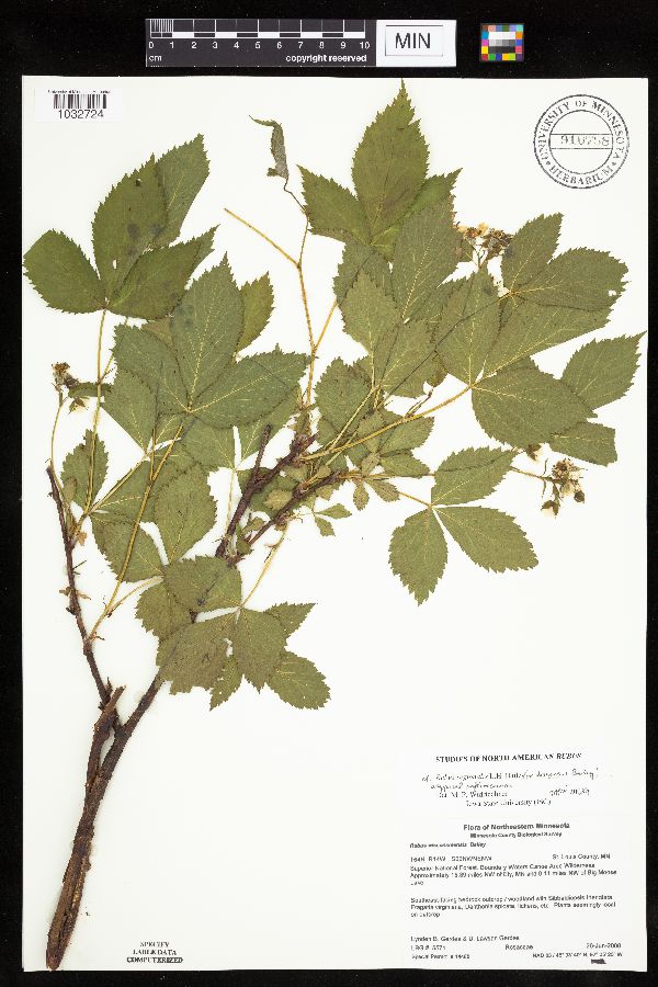 Rubus regionalis image