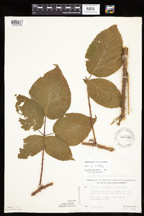 Rubus rosa image