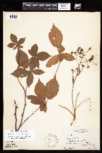 Image of Rubus semisetosus