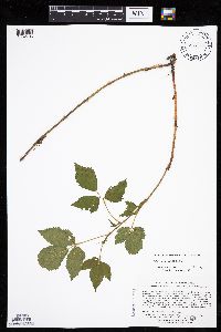 Image of Rubus stipulatus