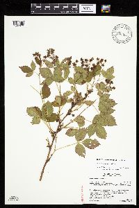 Image of Rubus vermontanus