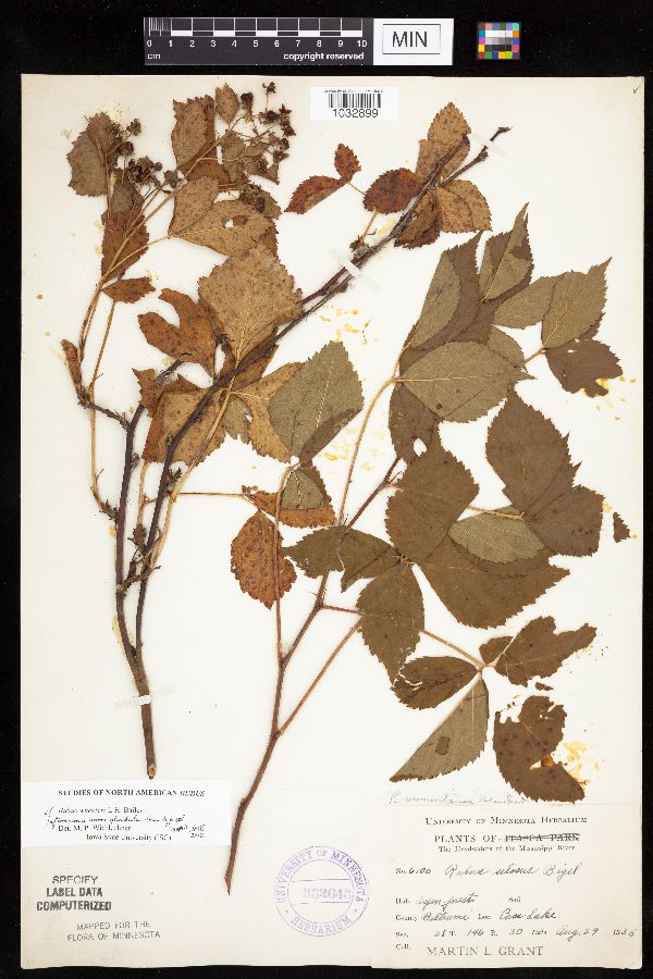 Rubus wheeleri image