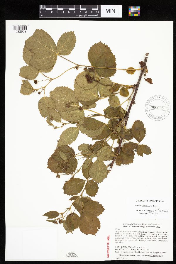 Rubus x wisconsinensis image