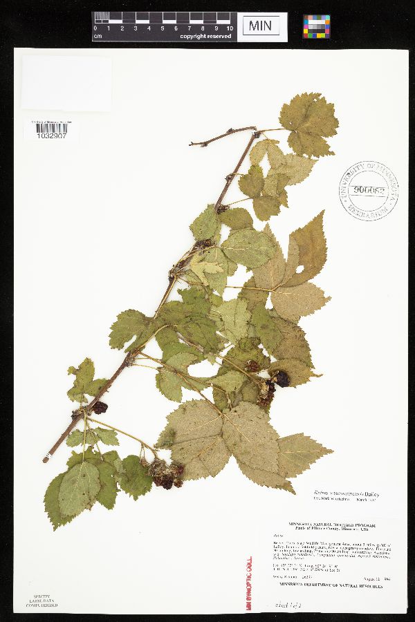 Rubus wisconsinensis image