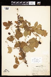 Rubus x wisconsinensis image