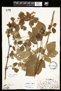 Rubus x wisconsinensis image