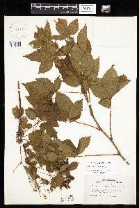 Image of Rubus x wisconsinensis