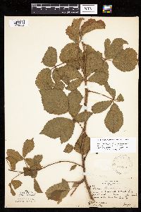 Rubus ferrofluvius image