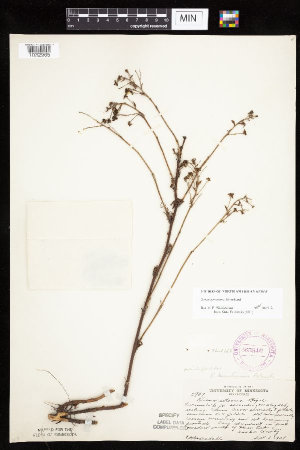 Rubus groutianus image