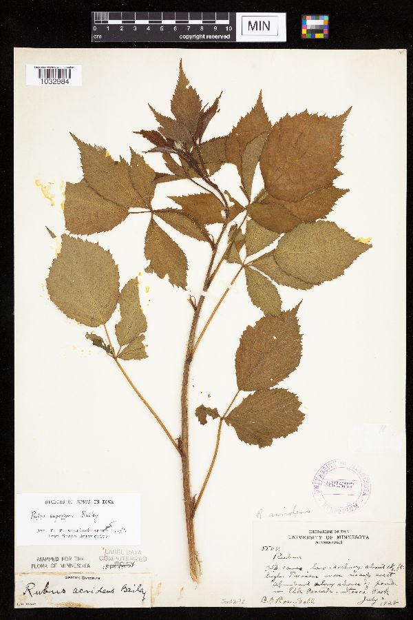 Rubus superioris image